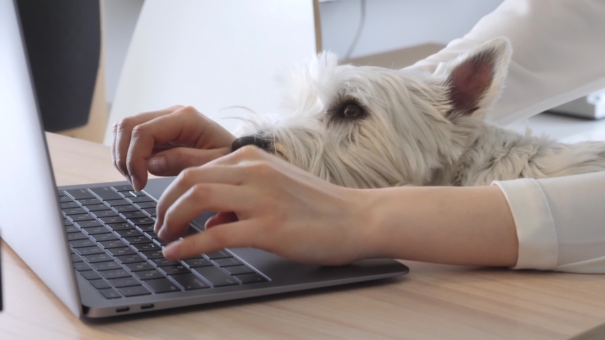 Young Female Working From Home During Quarantine Covid-19 Epidemic . Female Hands Working On Laptop With Beautiful Westie Dog Royalty-Free Stock Footage #1051986961