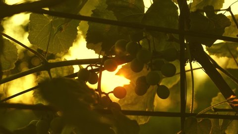 ripe grapes on vine for making white wine. Ripe vineyard Grapes. Vineyard Vineyard Sunset. Grapes Harvest in Italy. Italian Village Beautiful Vineyards.