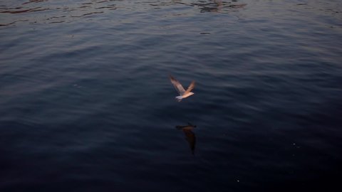 Seagull flying over on the water. Slow motion.