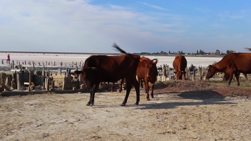 landscape of the Pryozerne,  Henyches'ke Lake