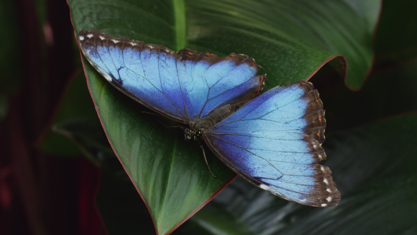 Blue Morpho buttefly sits on large green leaf with wings open macro