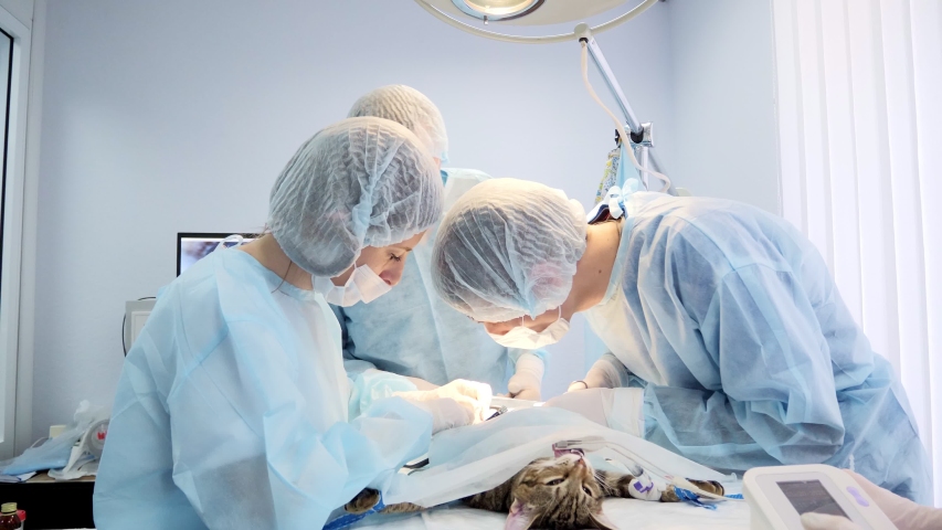 Vets doing the operation for the cat on the operating table in a local clinic. Cat in a veterinary surgery Royalty-Free Stock Footage #1051998238