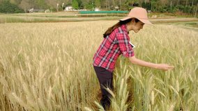 farmer woman quality checking barley field at agricultural plot Chiang Mai Thailand 4k video