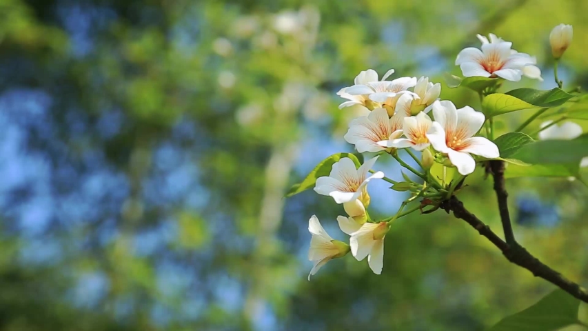 Tung Tree Flower Stock Video Footage - 4K and HD Video Clips | Shutterstock