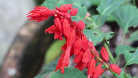 Red Sage Or Salvia Flower の動画素材 ロイヤリティフリー Shutterstock