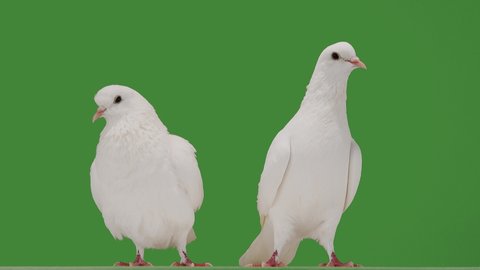 Two white doves on a green screen.