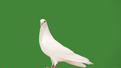 white dove on a green screen.
