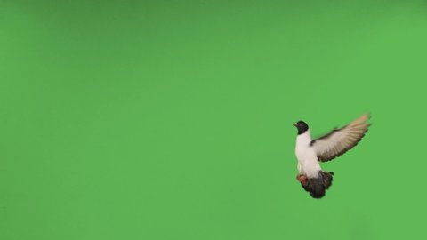 Flying pigeons in an isolated green screen. slow motion 