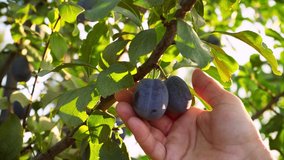 Ripe plums on a branch in the rays of sunlight. Fresh plums is hand picked from plum tree. Woman is picking fruits from the trees on the plantation. Sunny day. Summer season. Harvesting plums. - Powered by Shutterstock - Get 15% off with code: PIKWIZARD15