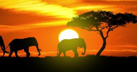 Animation featuring a herd of elephants silhouetted by the sun in the African savannah. With tree, sunset, and heat haze.