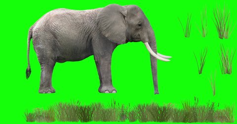 An animated African elephant isolated on a green background, grazing and eating grass, with separated grass elements. Use the grass elements to cover the clumps of grass that appear.