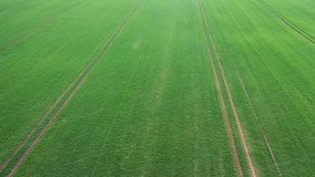 Aerial video flying over green wheat field in spring time when snow is falling. Agricultural landscape background