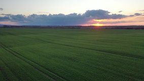 Aerial video flying over green wheat field during sunset in spring time. Agricultural landscape background