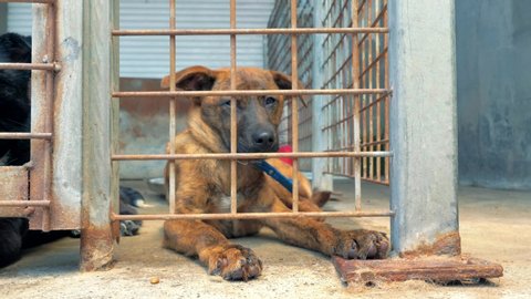 Portrait of sad mixed breed dog behind the fences. Dog in a shelter or an animal nursery. Shelter for animals concept.