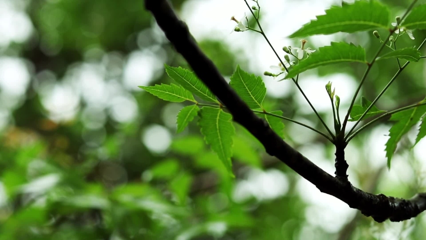 Neem New leaf with blur background, Neem leaves, Azadirachta leaves | Shutterstock HD Video #1052034778