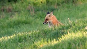 A red fox video clip in 4k 