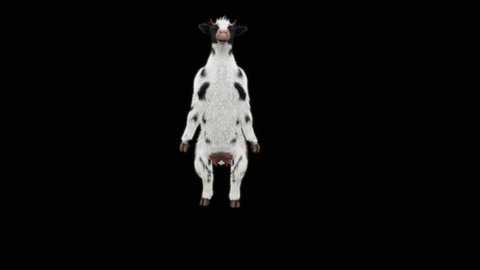 Cow Dance CG fur 3d rendering animal realistic CGI VFX Animation Loop  composition 3d mapping cartoon, with Alpha matte