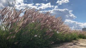 4k slow motion video of fluffy feather grasses ears swagging on the wind with a blue cloudy sky background.