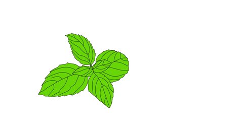 Fresh Mint Leaf Vector Illustration Stock Vector (Royalty Free ...