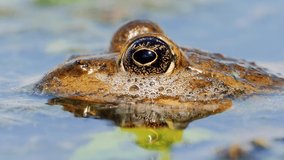 frog in natural habitat in spring