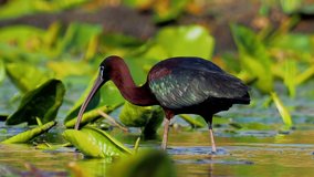 glossy ibis in natural habitat in the Danube delta, Romania (plegadis falcinellus)