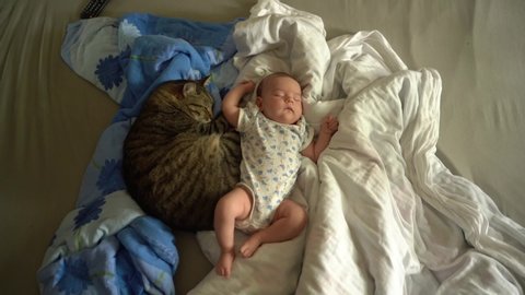 Baby sleeps on the bed on the blankets with a big tabby gray domestic cat. A pet protects the sleep of a newborn girl. The concept of home comfort, comfort and family values.