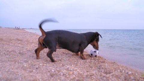 Funny dachshund plays with little soccer ball on sandy beach. Naughty dog kicks plaything into water and barks. Toy is carried away by wave from the coast into open sea