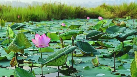 The pink lotus flower blooming in the lake and Buddhists use to worship the Lord Buddha.
