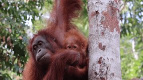 Mother and baby orangutan eating a coconut hanging on a tree. Animal love. Female feeding shy baby. Visible faces, still close up video. 16 seconds long. Sarawak, Malaysia, Borneo, South east Asia
