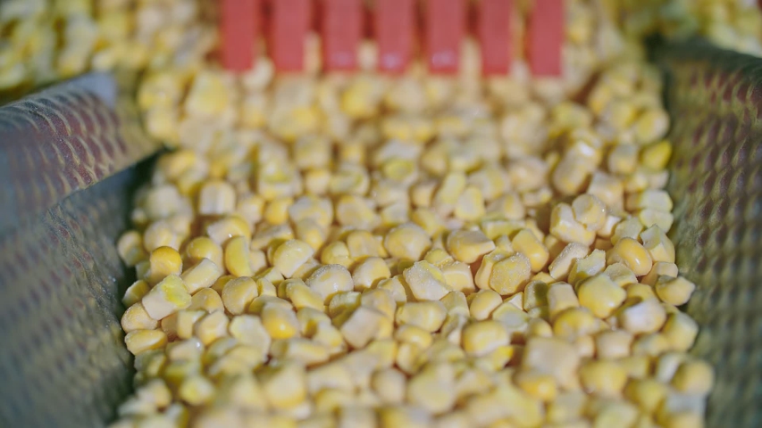 Frozen Corn Moving On Conveyor Slow Stock Footage Video (100% Royalty ...