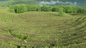 Tea plantations. Green tea. Matsesta. Russia. Aerial photography video.