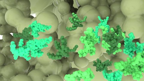 Green proteins in a cell
