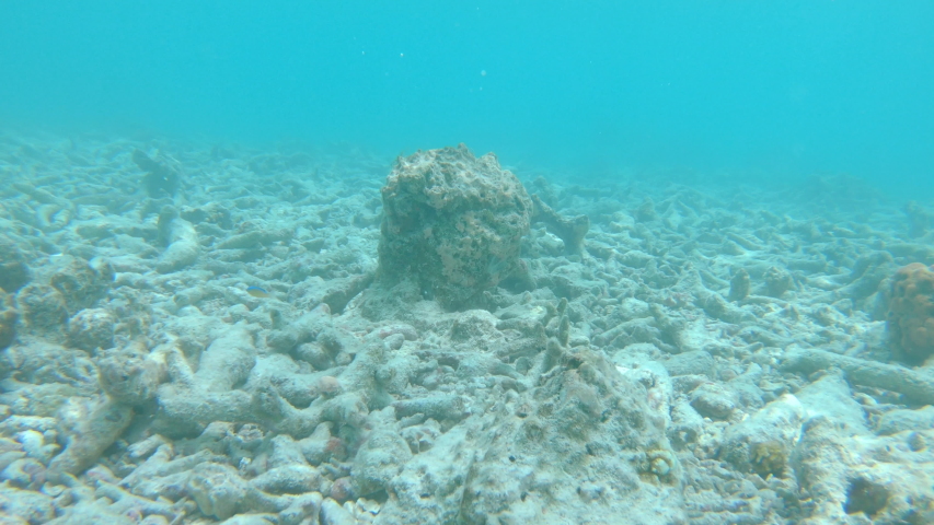 UNDERWATER, POV: Tropical fish swim around the dead corals destroyed by global warming. Sad first person view of diving along a bleached exotic coral reef. Climate change is damaging marine life. Royalty-Free Stock Footage #1052069767