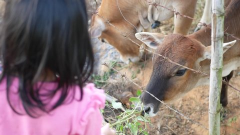 Cows being fed with fresh weeds and grasses by little baby girls - children learn about animal care, and human and animal relationships