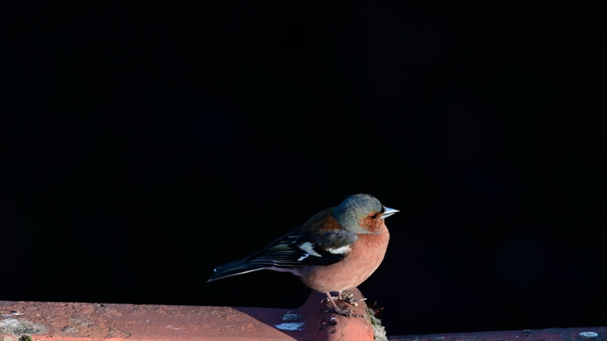 Chaffinch male sitting on the house roof and look, spring, (fringilla coelebs), germany