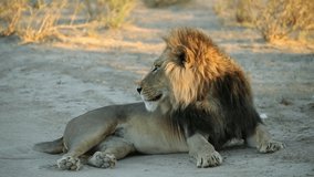 Big male African lion (Panthera leo) in early morning light, Kalahari desert, South Africa