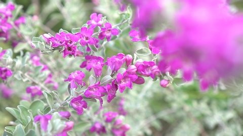 Barometer or ash plant with purple or pink petals as bushes blooming on silver leaf background in the garden  in summer