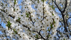 White wild cherry flowers sway in the wind against a blue sky, video