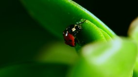 red ladybug crawl on blade of grass against blurred nature background