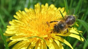 Bee on dandellion gathering pollen, ant on flower, slow motion footage.