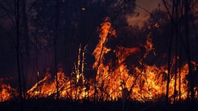 Wild fire in spring close up view. Deforestation and global warming concept. Rain forest wildfire disaster, dry bushes burning, fire reasons, ecology, earth, climate change, air pollution - Powered by Shutterstock - Get 15% off with code: PIKWIZARD15
