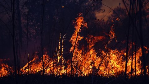 Wild fire in spring close up view. Deforestation and global warming concept. Rain forest wildfire disaster, dry bushes burning, fire reasons, ecology, earth, climate change, air pollution