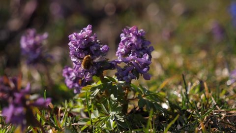 Bumblebee pollinates a flower of Corydalis. A bumblebee flies around a flower in a spring garden.