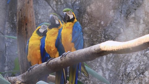 Three macaw parrots caught on a branch