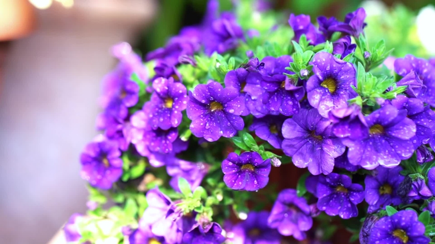 Purple litte flowers with leaves