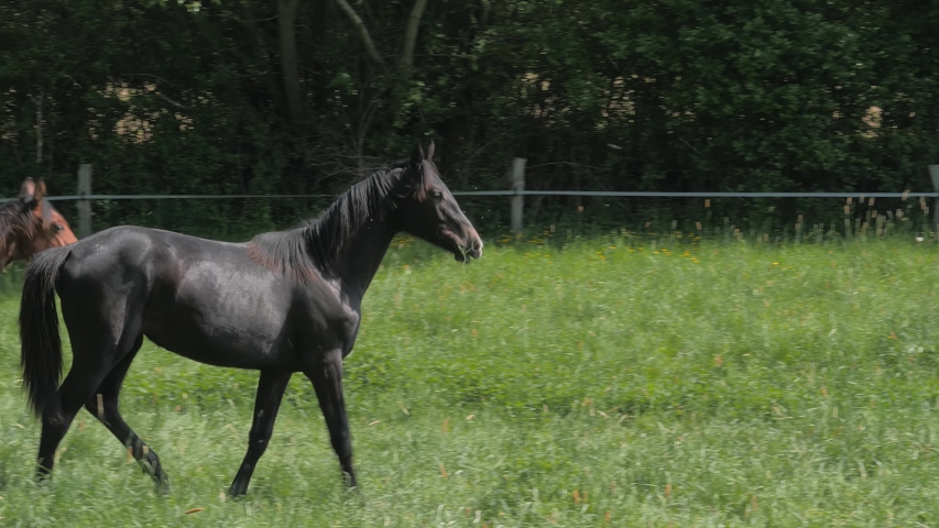 Black and brown Horses running in grass, long mane and horsetail,