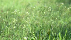 Green fresh various kinds spring wild grass with small flowers in light color scene close-up with blurred waving in wind video