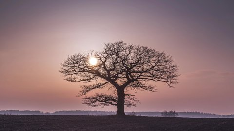 Timelapse of evening sunset with the Oak tree
