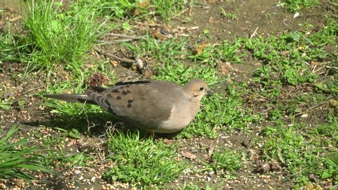 American mourning dove eating seeds on the ground