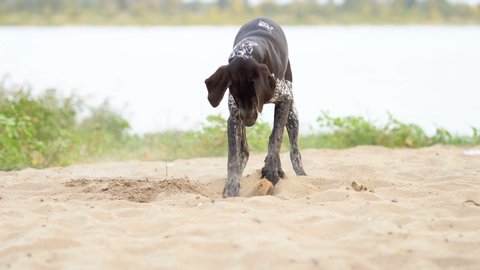 German Shorthaired Pointer dog. Dog digs a toy out of the sand 